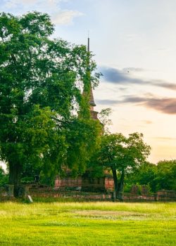 A beautiful tree stands in a field.