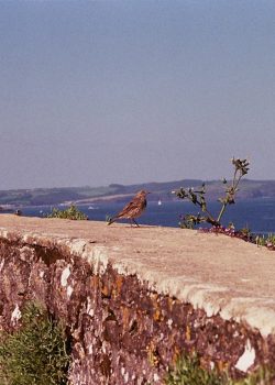 A bird sitting on the edge of a stone wall