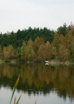 A body of water surrounded by a forest