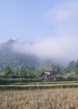 A field with a house in the middle of it