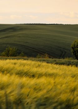 A grassy field with trees and clouds in the background