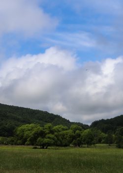 A grassy field with trees and mountains in the background