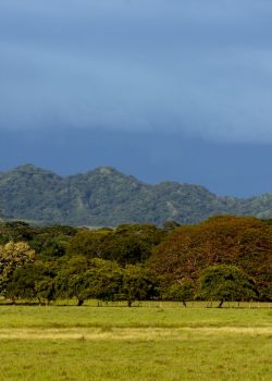 A green field with trees and mountains in the background
