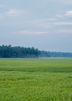 A green field with trees in the distance