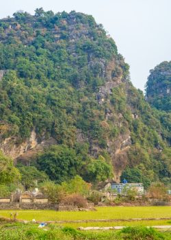 A herd of cattle grazing on a lush green hillside
