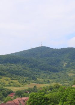 A herd of sheep grazing on a lush green hillside