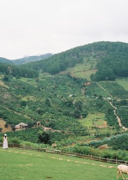 A herd of sheep grazing on a lush green hillside