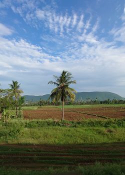 A lush green field with palm trees and a blue sky