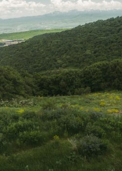 A lush green hillside covered in lots of trees