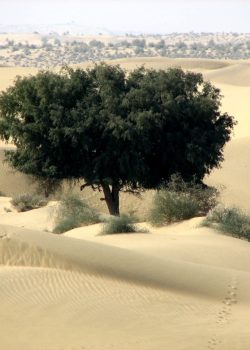 A tree stands alone amidst sandy desert dunes.
