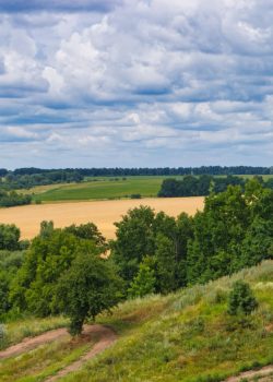 A view of a field and trees from the top of a hill