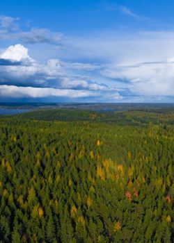 An aerial view of a forest with clouds in the sky