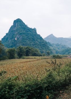 a car driving down a dirt road next to a lush green field