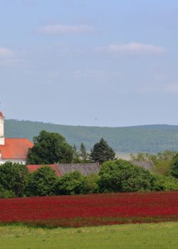 a church in the middle of a field of flowers