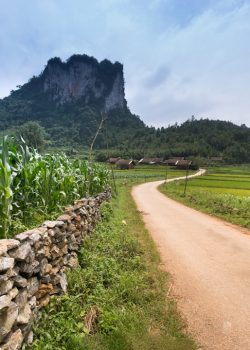 a dirt road in the middle of a lush green field
