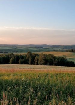 a field of grass with trees in the distance