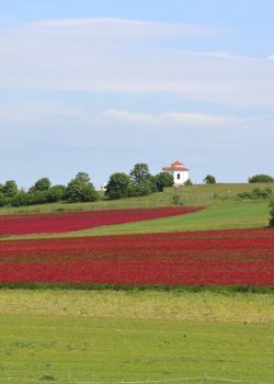 a field of red flowers with a white house in the distance