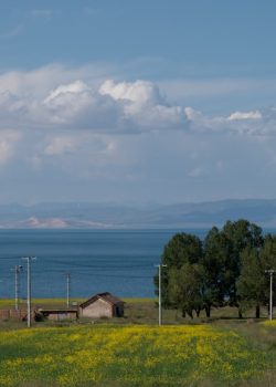 a field of yellow flowers with a lake in the background
