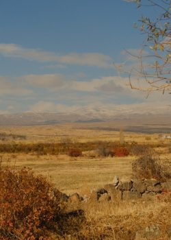 a field that has a bunch of trees in it