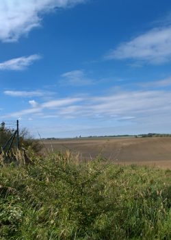 a field with a fence and trees in the background