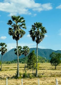 a field with palm trees and mountains in the background