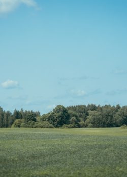 a grassy field with trees in the background