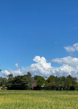 a green field with trees and clouds in the background
