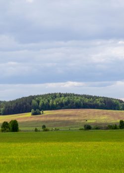 a green field with trees in the distance