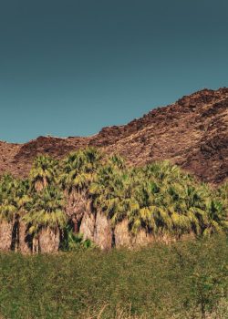 a group of palm trees in front of a mountain