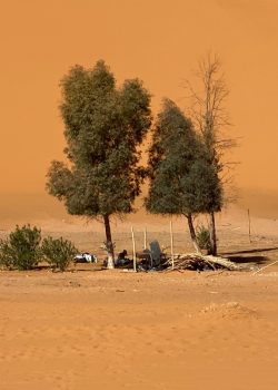 a group of trees sitting in the middle of a desert