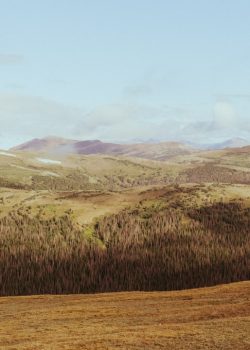 a herd of sheep grazing on top of a dry grass field