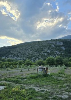 a horse standing in a field with a mountain in the background