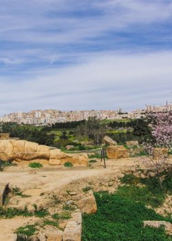 a landscape with a tree and a hill with a building in the distance