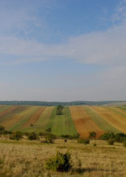 a large field of grass with trees in the distance