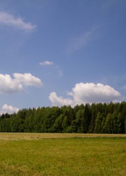 a large green field with trees in the background