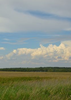 a large open field with trees in the background