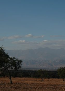 a lone tree in the middle of a desert