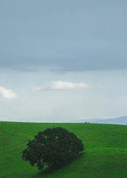a lone tree on a green hill with mountains in the background