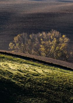 a lone tree on a hill in the distance