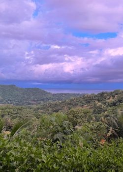 a lush green forest filled with lots of trees