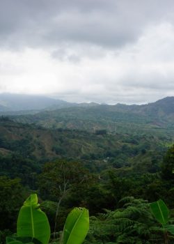 a lush green forest filled with lots of trees