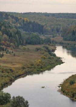 a river running through a forest