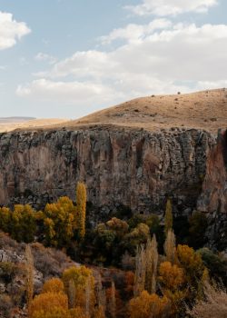 a rocky canyon with trees
