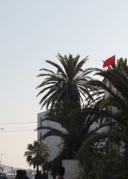 a street with palm trees and buildings