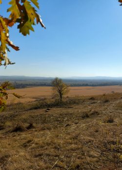 a view of a field from a hill