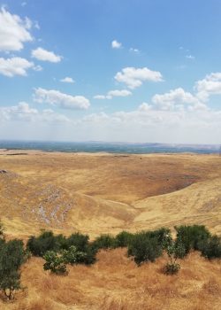 a view of a field with a few trees in the foreground