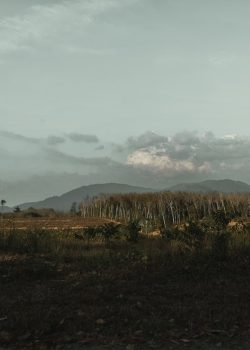 a view of a forest with a mountain in the background