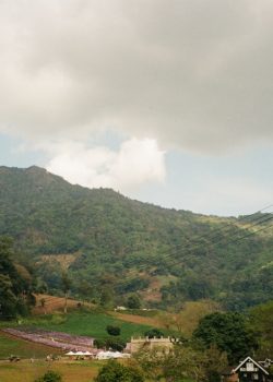 a view of a lush green hillside from a road