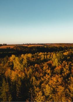 an aerial view of a forest in the fall