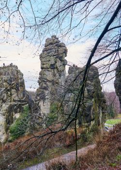 bare trees under cloudy sky